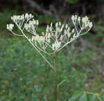 Groovestem Indian plantain